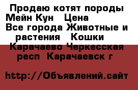 Продаю котят породы Мейн Кун › Цена ­ 12 000 - Все города Животные и растения » Кошки   . Карачаево-Черкесская респ.,Карачаевск г.